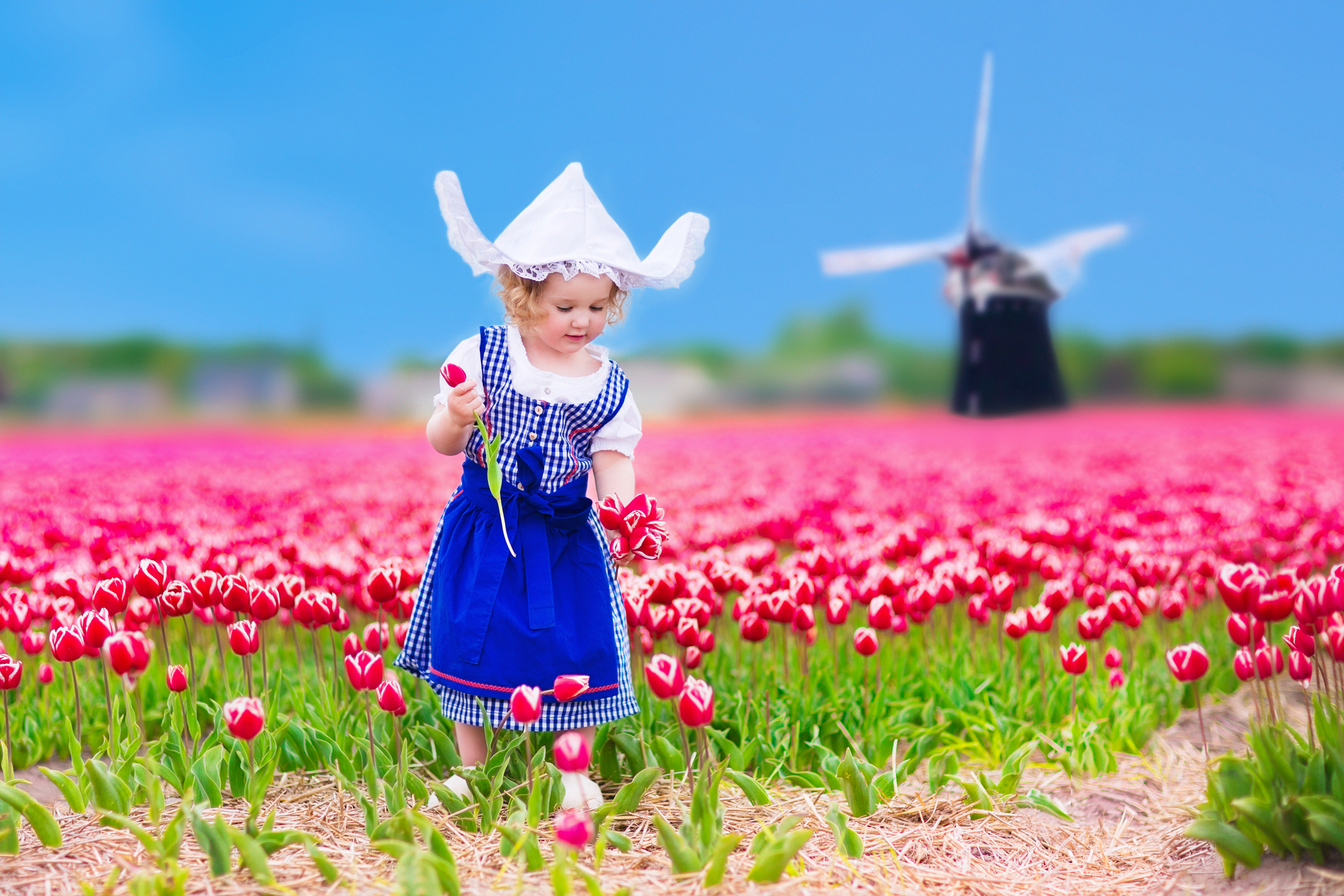 Little girl in traditional Dutch dress and bonnet in a field of pink tulips, a windmill behind