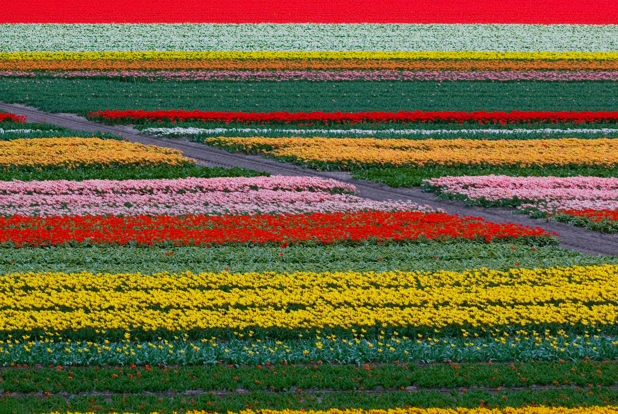 Striped rows of red, yellow and pink tulip fields in full bloom
