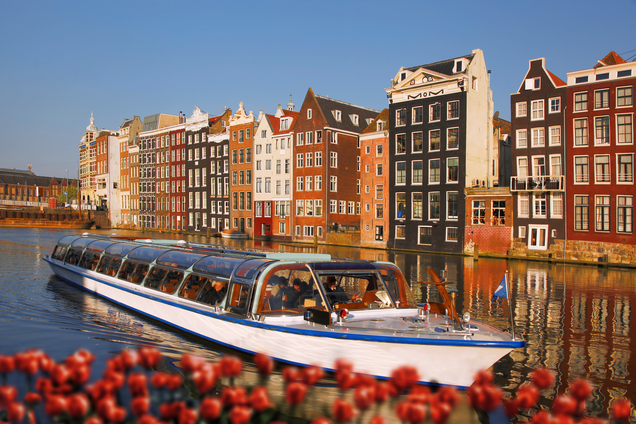 Glass-topped canal cruise boat passing Amsterdam houses with tulips in the foreground
